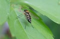 Striped horsefly is perched on a green leaf for a macro shot Royalty Free Stock Photo