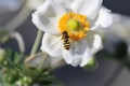 A striped hoverfly sits at a big white flower with a yellow heart closeup