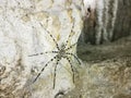 Cave spider, Khao Sok Royalty Free Stock Photo