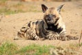 Striped hyena