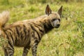 Striped Hyena