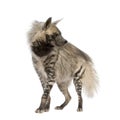 Striped Hyena - Hyaena hyaena Royalty Free Stock Photo
