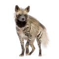 Striped Hyena - Hyaena hyaena