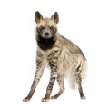 Striped Hyena - Hyaena hyaena Royalty Free Stock Photo