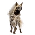 Striped Hyena - Hyaena hyaena Royalty Free Stock Photo