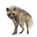 Striped Hyena - Hyaena hyaena Royalty Free Stock Photo