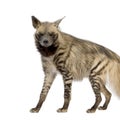 Striped Hyena - Hyaena hyaena Royalty Free Stock Photo