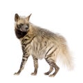 Striped Hyena - Hyaena hyaena Royalty Free Stock Photo