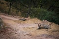 Striped hyena Hyaena hyaena pair closeup resting in a cool place and shade with green background