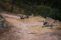 Striped hyena Hyaena hyaena pair closeup resting in a cool place and shade with green background