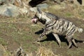 Striped hyena (Hyaena hyaena)