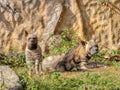 striped hyena, Hyaena hyaena sultana, lies on the ground with a full-grown cub