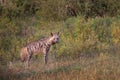 Striped hyena, Kenya, Africa