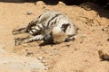 Striped hyena rest after night hunting