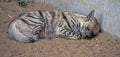 Sleeping hyena 5 Royalty Free Stock Photo