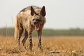 Striped Hyena Royalty Free Stock Photo
