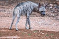 Striped Hyenas hyaena hyaena have excellent senses of vision, hearing and smell spotted this at evening safari at ranthambore