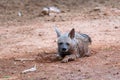 Striped Hyenas hyaena hyaena have excellent senses of vision, hearing and smell spotted this at evening safari at ranthambore