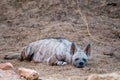 Striped Hyenas hyaena hyaena have excellent senses of vision, hearing and smell spotted this at evening safari at ranthambore