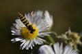 Striped insect on a small daisy flower