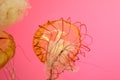 Striped jellyfish, pink background