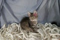 Striped Katyats play on a blue background. They play on the ropes, on the ropes. Royalty Free Stock Photo