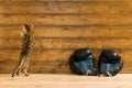 Striped kitten against a wooden wall with boxing gloves