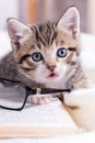 Striped kitten with book and eyeglasses lying on white bed. Clever cute little domestic cat. Education and back to Royalty Free Stock Photo