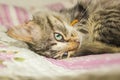 The striped kitten curled up on the bed. The kitten sleeps on th Royalty Free Stock Photo