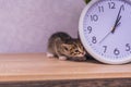 Striped kitten hid behind a clock on a wooden table Royalty Free Stock Photo