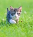 Striped kitten hiding in the grass