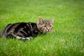 Striped kitten is hunting on fresh grass Royalty Free Stock Photo