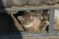 Striped kitten lies in the sand under the bridge