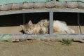 Striped kitten lies in the sand under the bridge