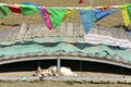 Striped kitten lies in the sand under the bridge