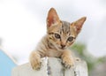 Striped kitten looking at the camera innocent look Royalty Free Stock Photo