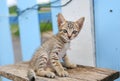 Striped kitten looking at the camera innocent look Royalty Free Stock Photo