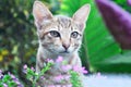 Cute Balinese kitten among the grass