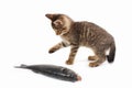 Striped kitten looks at a sea bass fish on white background Royalty Free Stock Photo