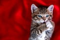 Striped kitten lying on back Paws in mouth over red textile. Looking at camera. Copyspace. Cute pets cats, valentines