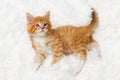 Striped kitten Maine Coon Royalty Free Stock Photo