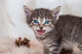 Striped kitten meows. Muzzle of a cat close up Royalty Free Stock Photo