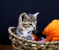 A striped kitten plays with balls of wool. Wicker basket, wooden floor and black background. Royalty Free Stock Photo