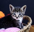 A striped kitten plays with balls of wool. Wicker basket, wooden floor and black background. Royalty Free Stock Photo