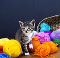 A striped kitten plays with balls of wool. Wicker basket, wooden floor and black background. Royalty Free Stock Photo