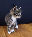 A striped kitten plays with balls of wool. Wicker basket, wooden floor and black background. Royalty Free Stock Photo