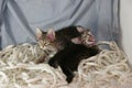 Striped Katyats play on a blue background. They play on the ropes, on the ropes. Royalty Free Stock Photo