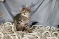 Striped Katyats play on a blue background. They play on the ropes, on the ropes. Royalty Free Stock Photo