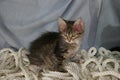 Striped Katyats play on a blue background. They play on the ropes, on the ropes. Royalty Free Stock Photo