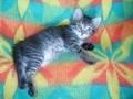 Striped kitten plays on colorful plaid